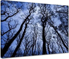 Vászonkép 40x30 Erdő Fák Kilátás alulról