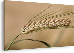 Kép - Búza (90x60 cm)
