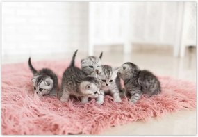 Fotótapéták 152x104 Cica Cicák