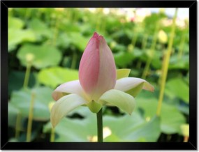 Poszterek keretben 40x30 Virágbimbó