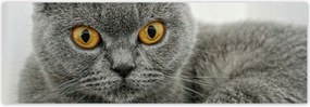 Fotótapéták 312x104 Brit rövidszőrű macska