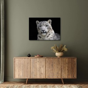 Kép - Snow Leopard (70x50 cm)