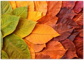 Poszterek 100x70 Őszi színes levelek Levelek az ősz színeiben