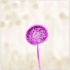 Poszterek 30x30 Lila pitypang