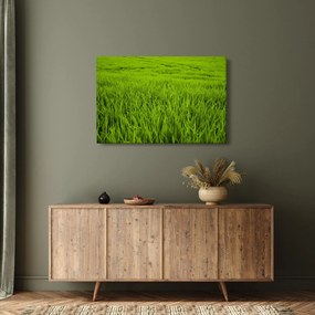 A fű képe (90x60 cm)