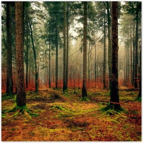 Poszterek 140x140 Erdei táj Kilátás