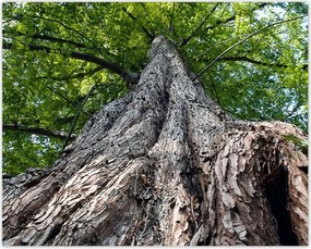 Poszterek 50x40 Fa Fák Kilátás