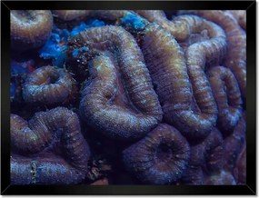 Poszterek keretben 40x30 Vad természet az óceánban