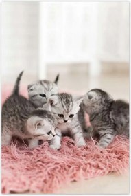 Poszterek 60x90 Cica Cicák