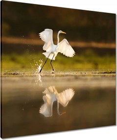 Vászonkép 60x60 Madarak