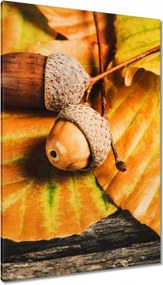 Vászonkép 80x120 Makkok a leveleken