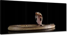 Vászonkép 180x90 Baby naja sumatrana kígyó