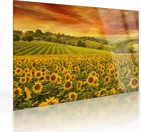 Üveg kép - Napraforgó mező (70x50 cm)
