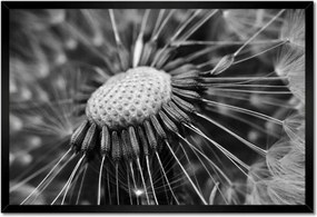 Poszterek keretben 60x40 Pitypang Virág Virágok