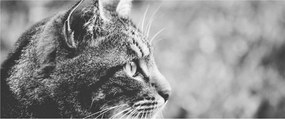 Kép - Macska (120x50 cm)