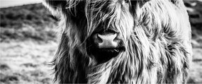 Kép - Highland - skót tehén (120x50 cm)