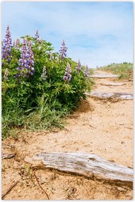 Poszterek 80x120 Lépcsők Virágok Rét