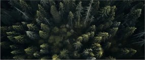 Kép - Forest (120x50 cm)