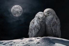 Fotográfia MoonOwls, Marcel Egger