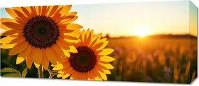 Vászonkép 70x30cm Hálószoba Napraforgók Panoráma