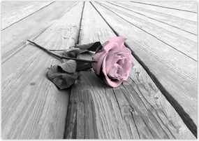 Poszterek 100x70 Púderrózsaszín Old pink Rose