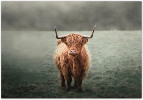 Fotótapéta flizelina 368x254 Skót tehén