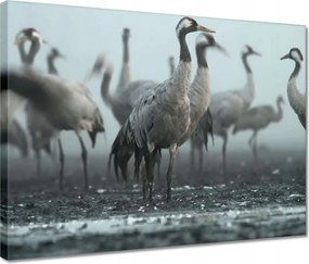 Vászonkép 40x30 Darvak a ködben