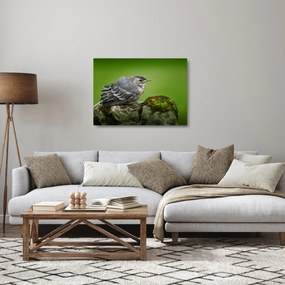 Kép - Légykapó (üvegen) (70x50 cm)