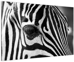 Zebra képe (90x60 cm)