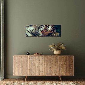 Kép - Szibériai tigris (órával) (90x30 cm)