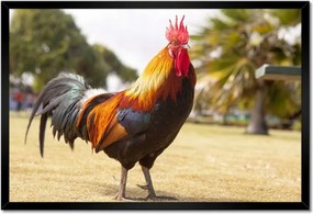 Poszterek keretben 60x40 Kakas