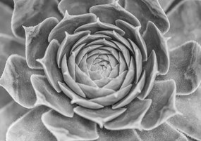 Poszter 84,1x59,4cm Közelkép pozsgásokról, Assaf Frank