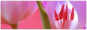Poszterek 200x66 Rózsaszín tulipán