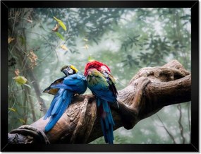 Poszterek keretben 40x30 Szerelmes papagájok