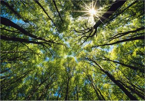 Fotótapéta Napsütötte erdő kék vinil zöld 368x254 +ragasztó