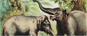 Dekoratív Fotótapéta Furnér Flizelin Családi elefántok 250x104 Ragasztó