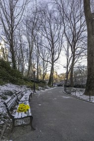 Poszter 20x30cm Egy csokor sĂĄrga virĂĄg egy padon a parkban, Assaf Frank