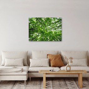 Kép - Kilátás a fák tetejére (70x50 cm)