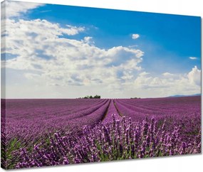 Vászonkép 40x30 Levendulamező Levendula