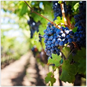 Poszterek 100x100 Szőlőbirtok napsütésben