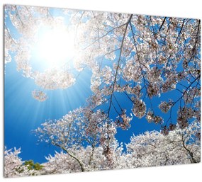 Kép - Cseresznyevirág (üvegen) (70x50 cm)