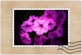 Poszterek 60x40 Petunia lila virágai