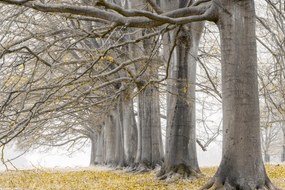 Poszter 30x20cm Fák egy sorban sárga levelek, Assaf Frank