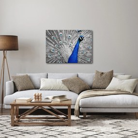 Kék páva képe (70x50 cm)
