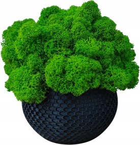 Moha kaspó Moha Chrobotek kaspóban fekete 3d nyomtatás #4