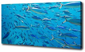 Vászonkép Coral halak oc-39421860