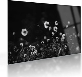 Üveg kép - Gyapotfűvel borított rét N⁰1 (70x50 cm)