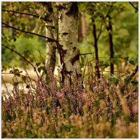 Poszterek 100x100 Nyírfa a hangák között Erdő