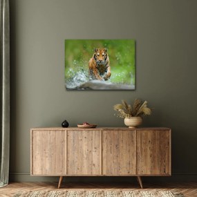 Kép - Futó tigris (70x50 cm)