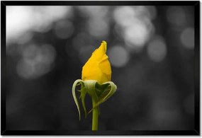 Poszter keretben 60x40 Sárga rózsa